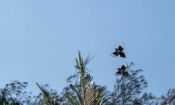 Explorez les avantages surprenants du jus de céleri pour dynamiser votre santé digestive !